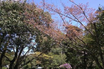 Garden entrance to Naiku