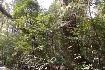 Forest path at Geku