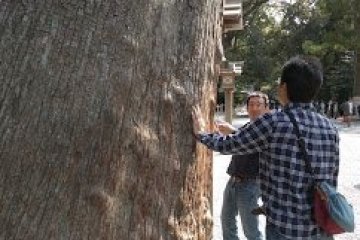 Tree prayers at Geku
