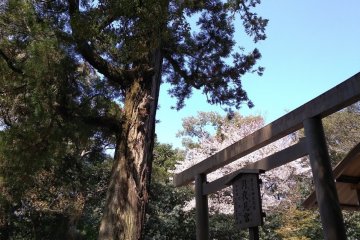 Tsukiyomi-no-miya 
