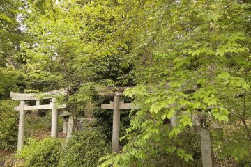 A Green Room In Kyoto