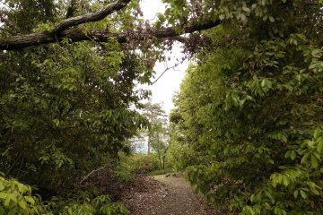 Path through the trees