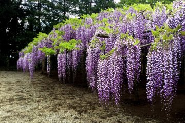 Tokaen Wisteria Garden