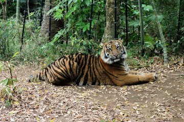The tiger very obligingly looked right at the camera