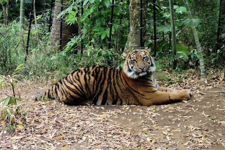 The tiger very obligingly looked right at the camera