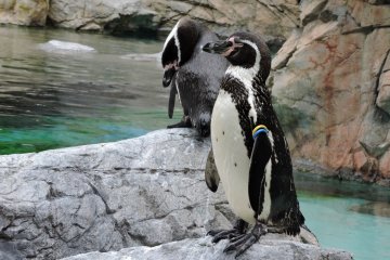 Who doesn't love penguins?