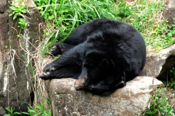 Big claws on this bear!
