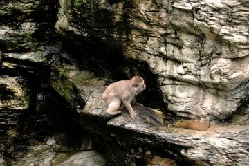 This macaque was doing a bit of rock climbing