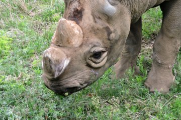 A placid rhino