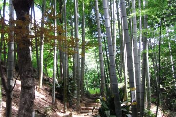 A cool and beautiful place-in the middle of Tokyo!