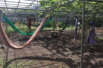 Kiwi trees provide both fruit and shade.