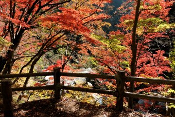 Vibrant colors