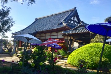 Peonies at Kisshoin Temple