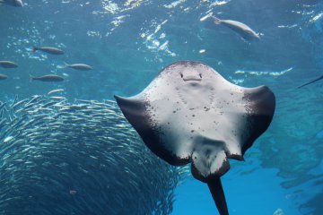 Umi no Mori Aquarium