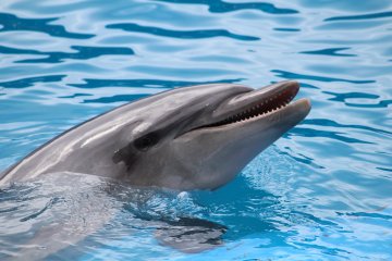 Dolphin show