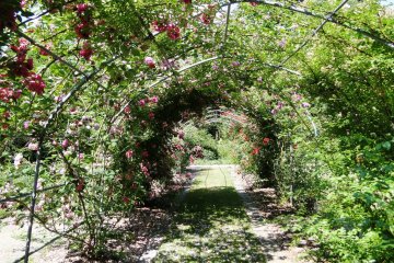 <p>Un tunnel de roses</p>
