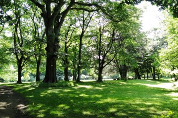 <p>Grands arbres et grands espaces ouverts</p>
