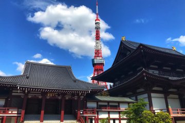 Springtime Glimpses of Zojoji