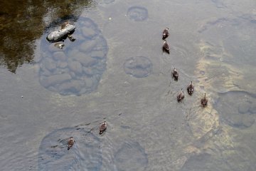 Ducks in Hirose River
