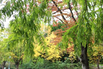 Green "jungle" in Sendai city