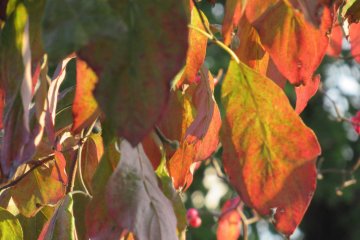 Beautiful autumn colors