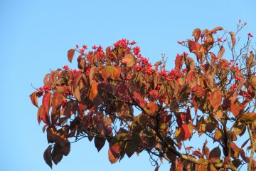 Bright contrasting colors