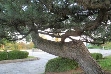 There are many old trees