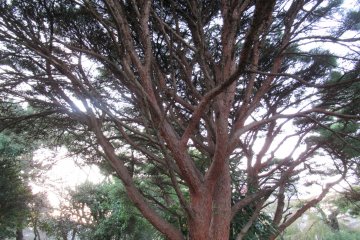 In summer, Tsutsujigaoka Park has plenty of shade