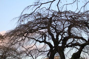 Sakura trees in autumn