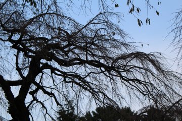 The bare sakura trees can feel haunting