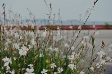 The beach is located behind a park just a 5 minute walk from the train station.