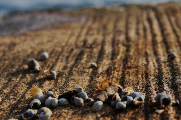 The waves filled the shore with tiny sea snails.