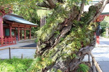 An old tree
