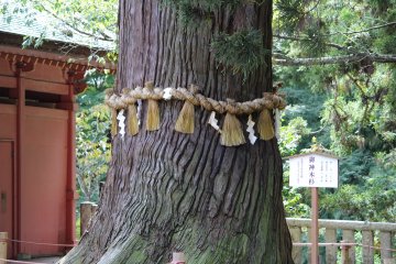 A  sacred Shinto tree