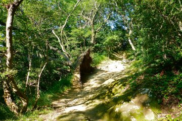 An uprooted tree along the path to the top
