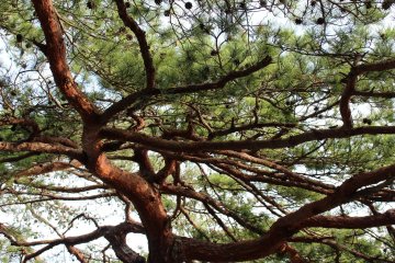 Matsushima means 'pine island'