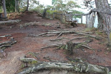 A walking path along the pine roots