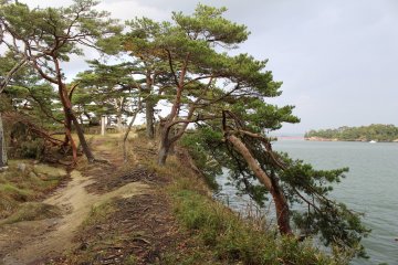 Pine trees or 'matsu' in Japanese