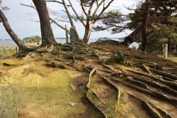 The entire island is covered with roots