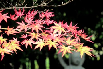 Rinnoji Temple Garden