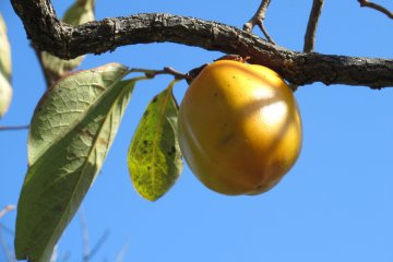 Some fruit trees in the area 