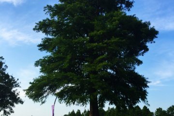 Massive trees and the reservoir as backdrop 