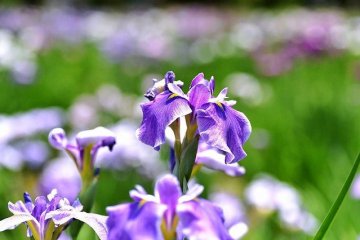 A sea of purple