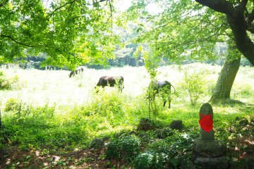 The whole island is dotted in cows #cutenessalert.