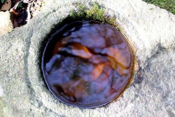 Leaves in the water
