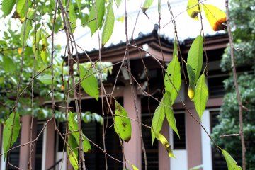 Trees are always part of a shrine
