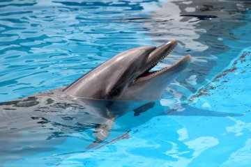 Dolphin Show