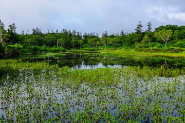 Shinsennuma Marsh