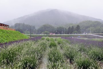 White lavender