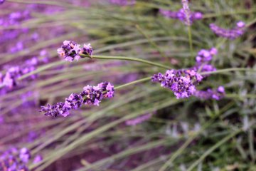Lavender at about 70% bloom